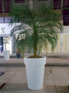 Galia